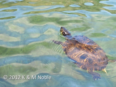 stripe-necked terrapin (Mauremys caspica) Kenneth Noble